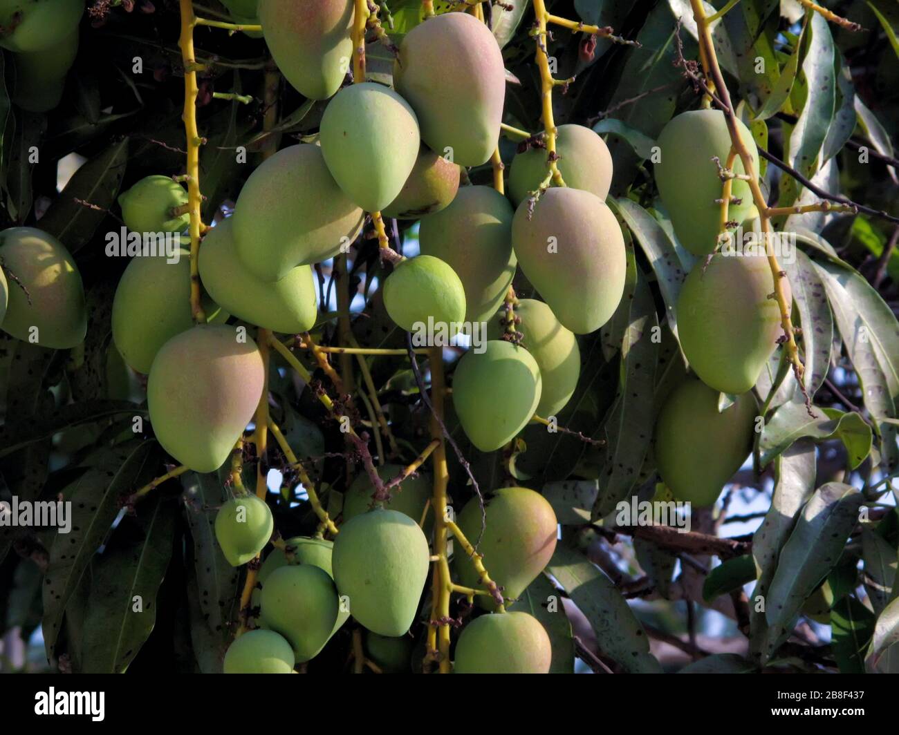 Manila mango hi-res stock photography and images - Alamy