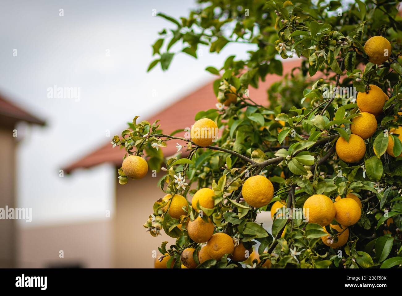 Bitter orange tree hires stock photography and images Alamy