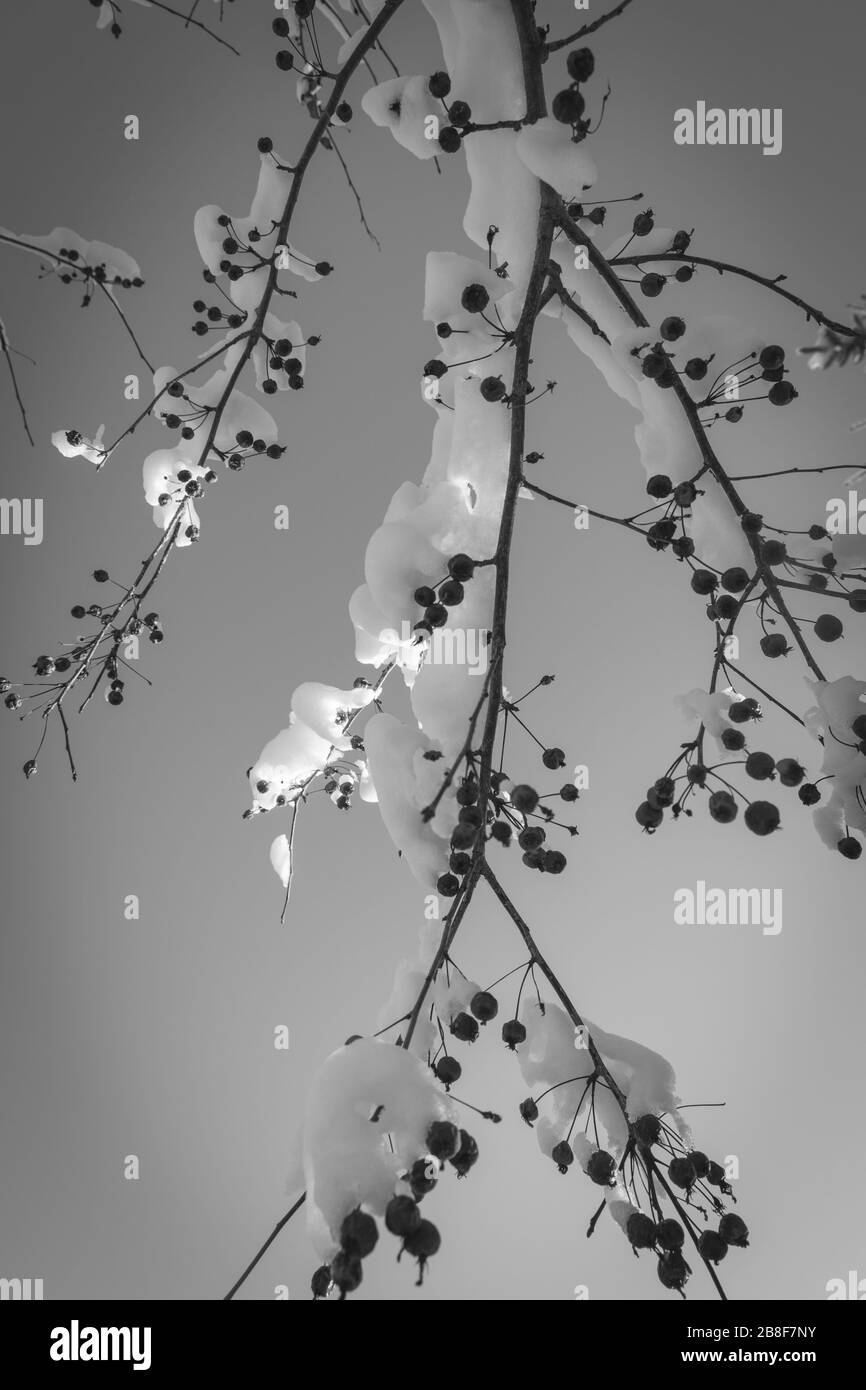 noir et blanc, nature hivernal, snow, winter, black and white Stock Photo