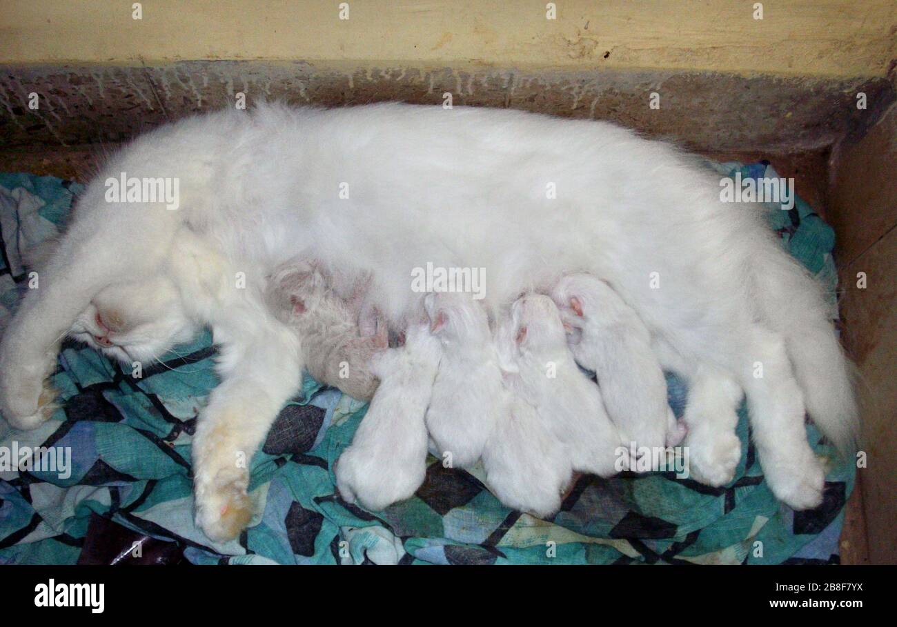 'English: Doll faced Persian cat Matahari with her 6 kittens which are 2 days old. Most kittens of a large litter never survive in the wild, hence most feral cats average about 2 to 4 kittens/litter. “Persian” and other “Pedigreed Cats” have smaller litters barring the “Siameese” which has large litters upto 7 or 8. Mortality rate in large litters is high and on an average 2 or 3 survive to adulthood in “Pedigreed Cats” bred by breeders and “Pet Fanciers”. These kittens are just 2 days old.; 31 March 2009; Enhanced version of File:'Doll-Faced Persian Cat with her litter of 6 kittens'(Tuesday 3 Stock Photo