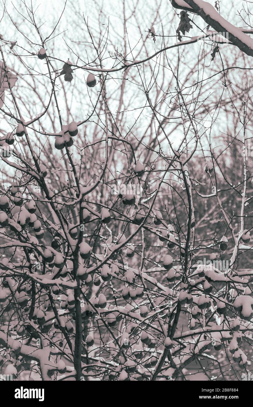 noir et blanc, nature hivernal, snow, winter, black and white Stock Photo