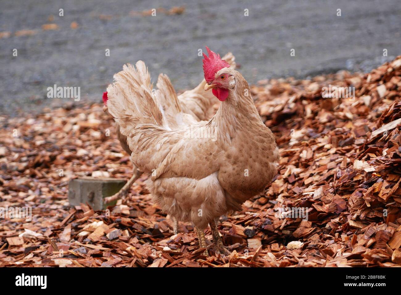 Dusty white free range chicken stood on wood chips in farm yard Stock Photo