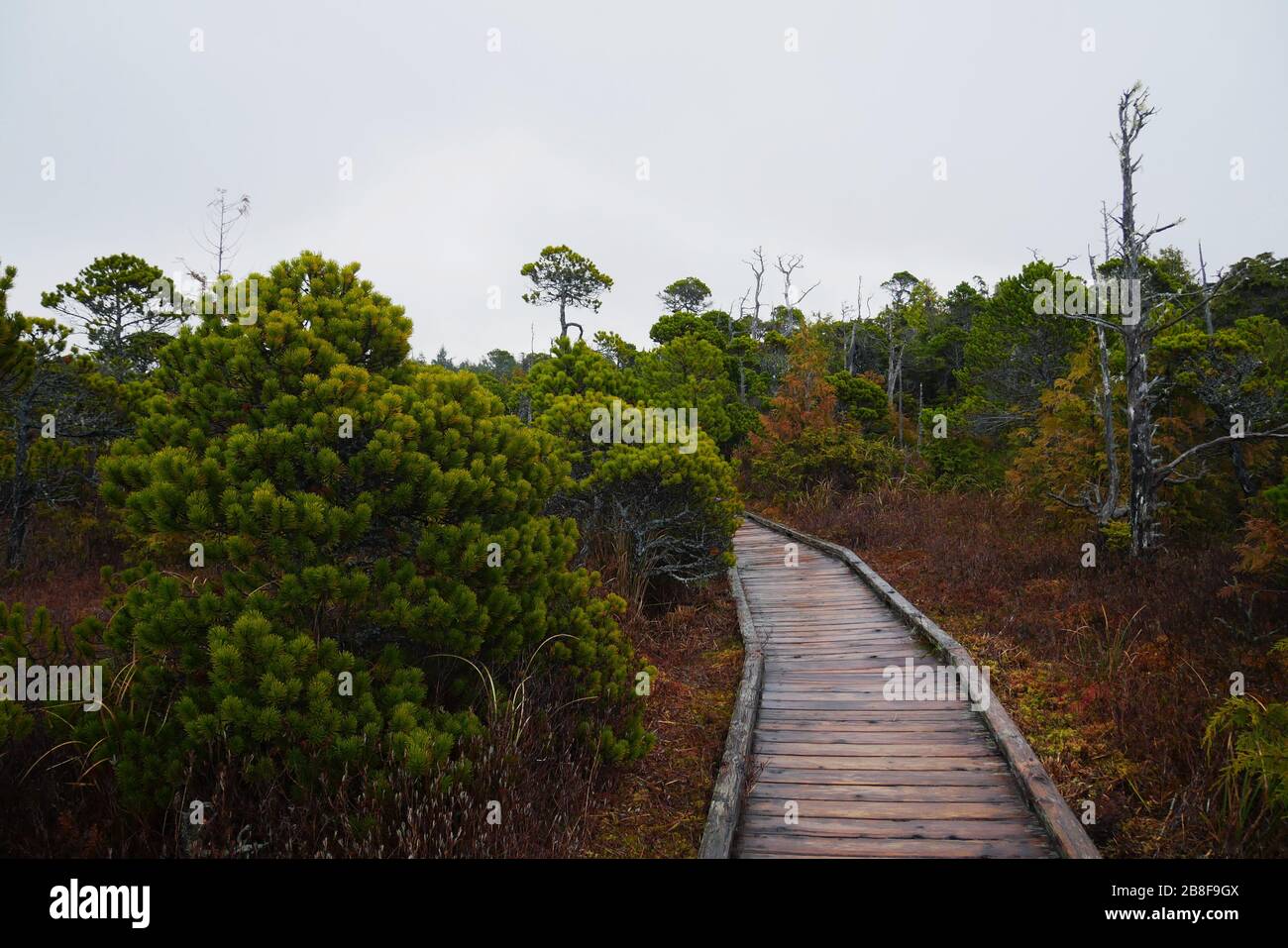 Boardwalk through bog with bright green stunted trees and orange colored moss Stock Photo