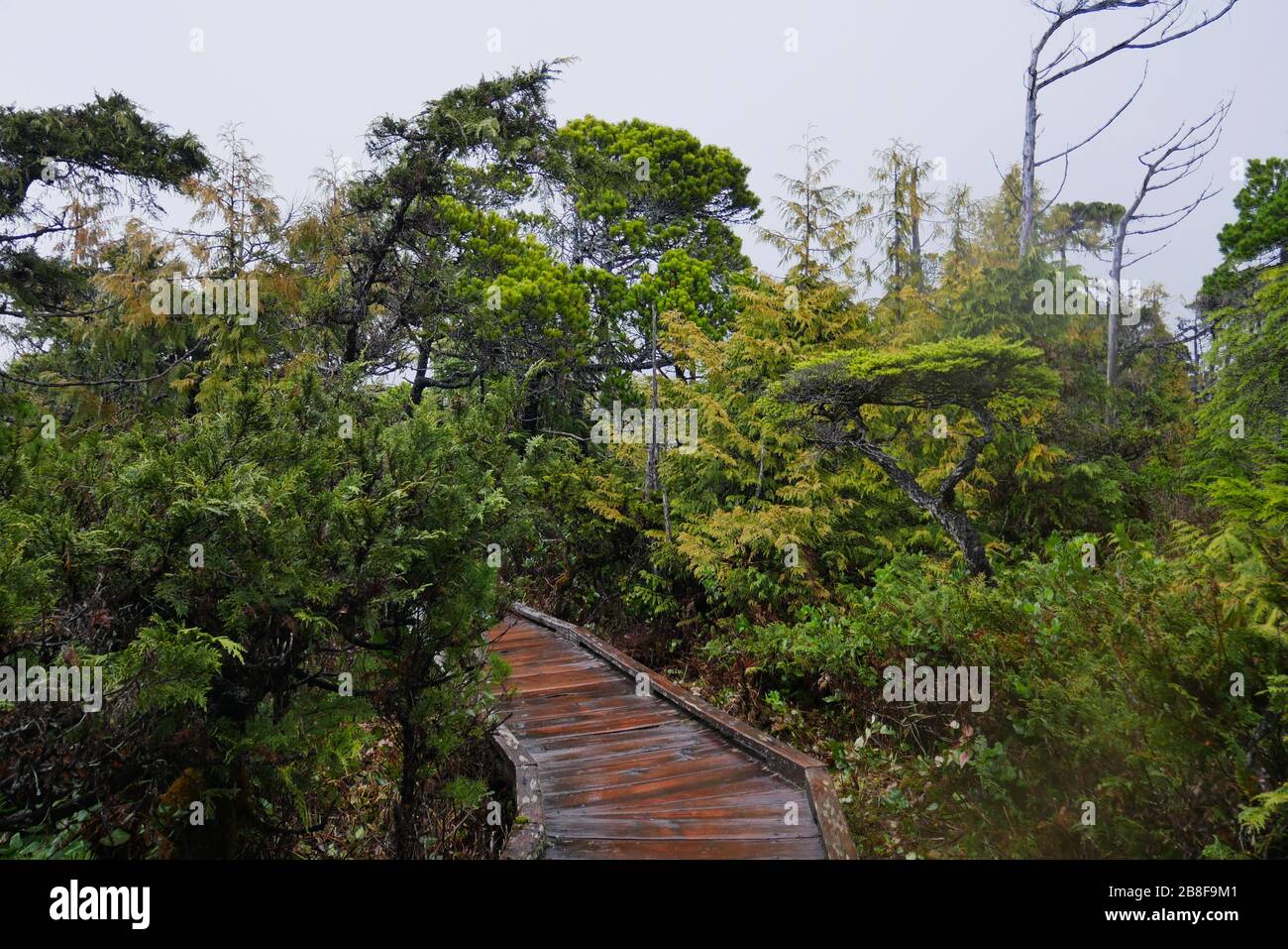 Boardwalk through bog with bright green ancient stunted trees Stock Photo