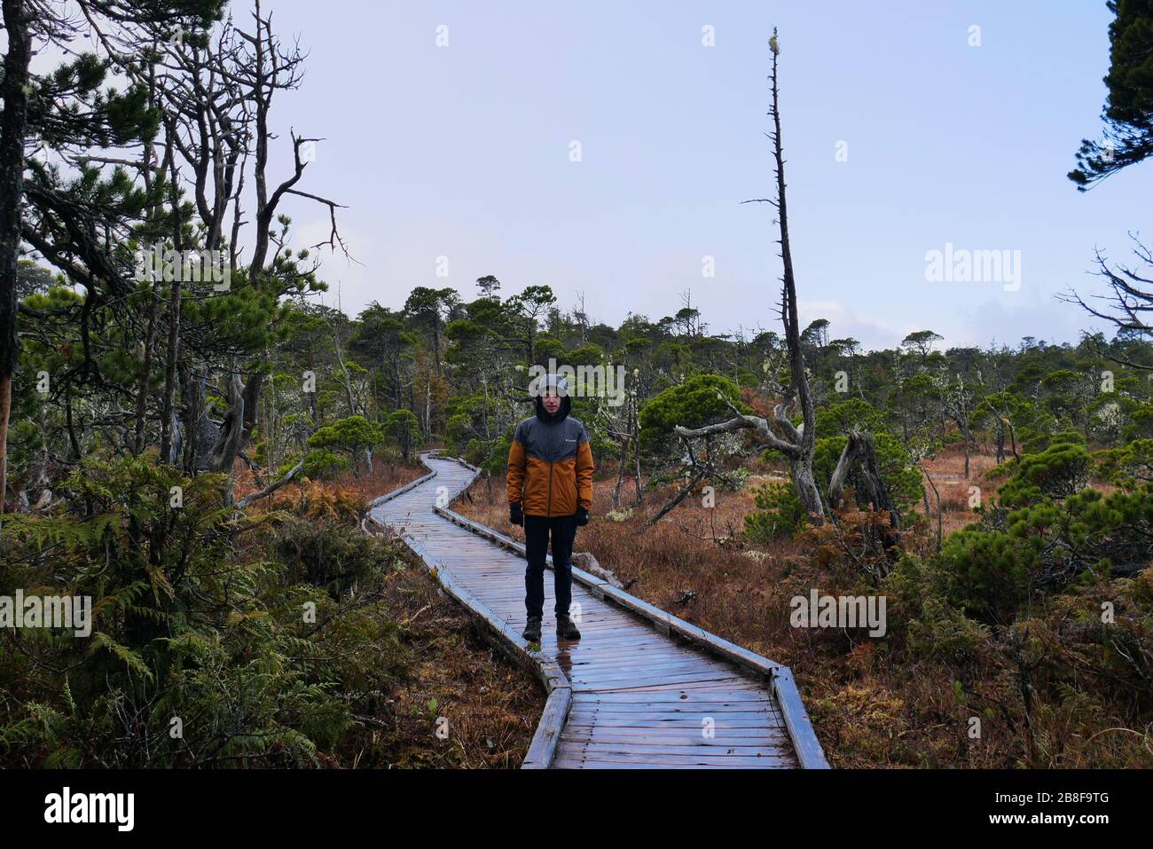 Man stood alone in the rain, on boardwalk through bog with orange colored moss and stunted trees Stock Photo