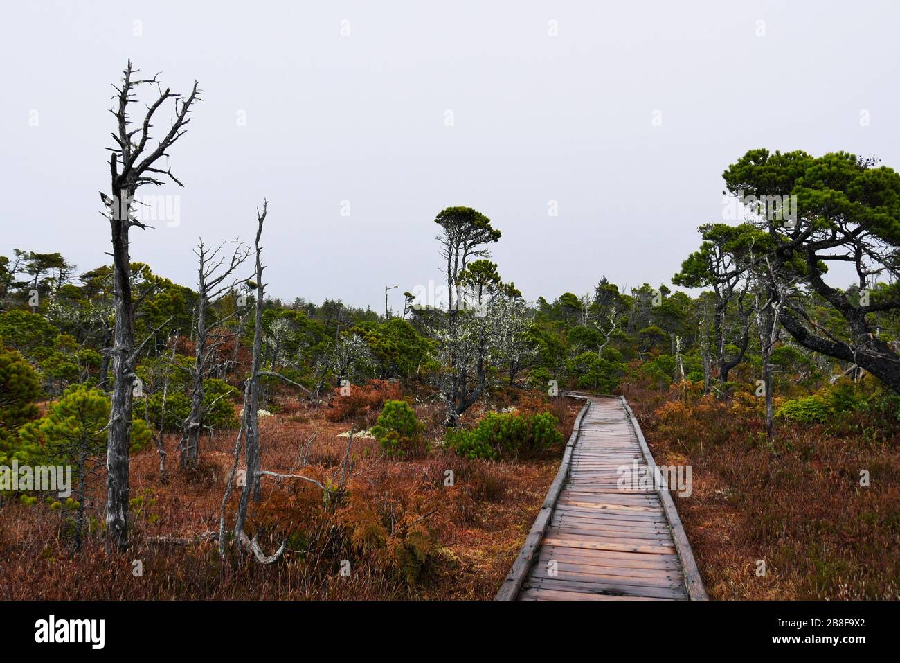 Empty boardwalk through bog with orange colored moss and ancient stunted trees Stock Photo