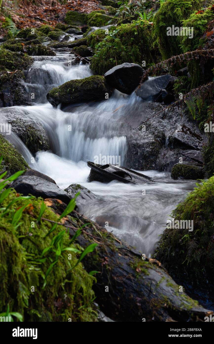 Small stream through woods hi-res stock photography and images - Alamy