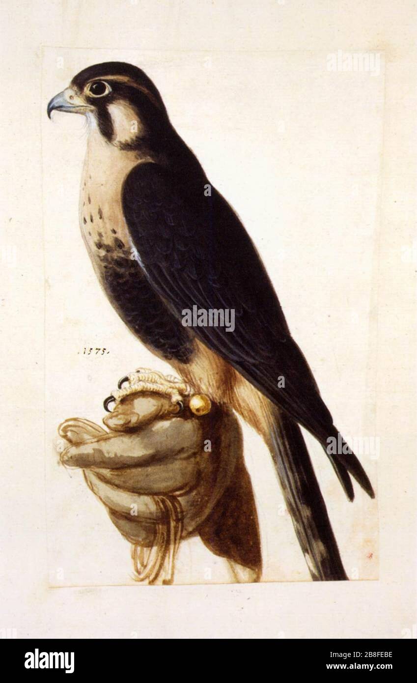 Giuseppe Arcimboldo - Nature studies Stock Photo - Alamy