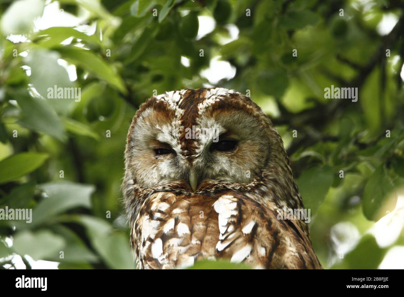 A picture of one of the most common owls, the Tawny Owl, sitting in a tree. Stock Photo