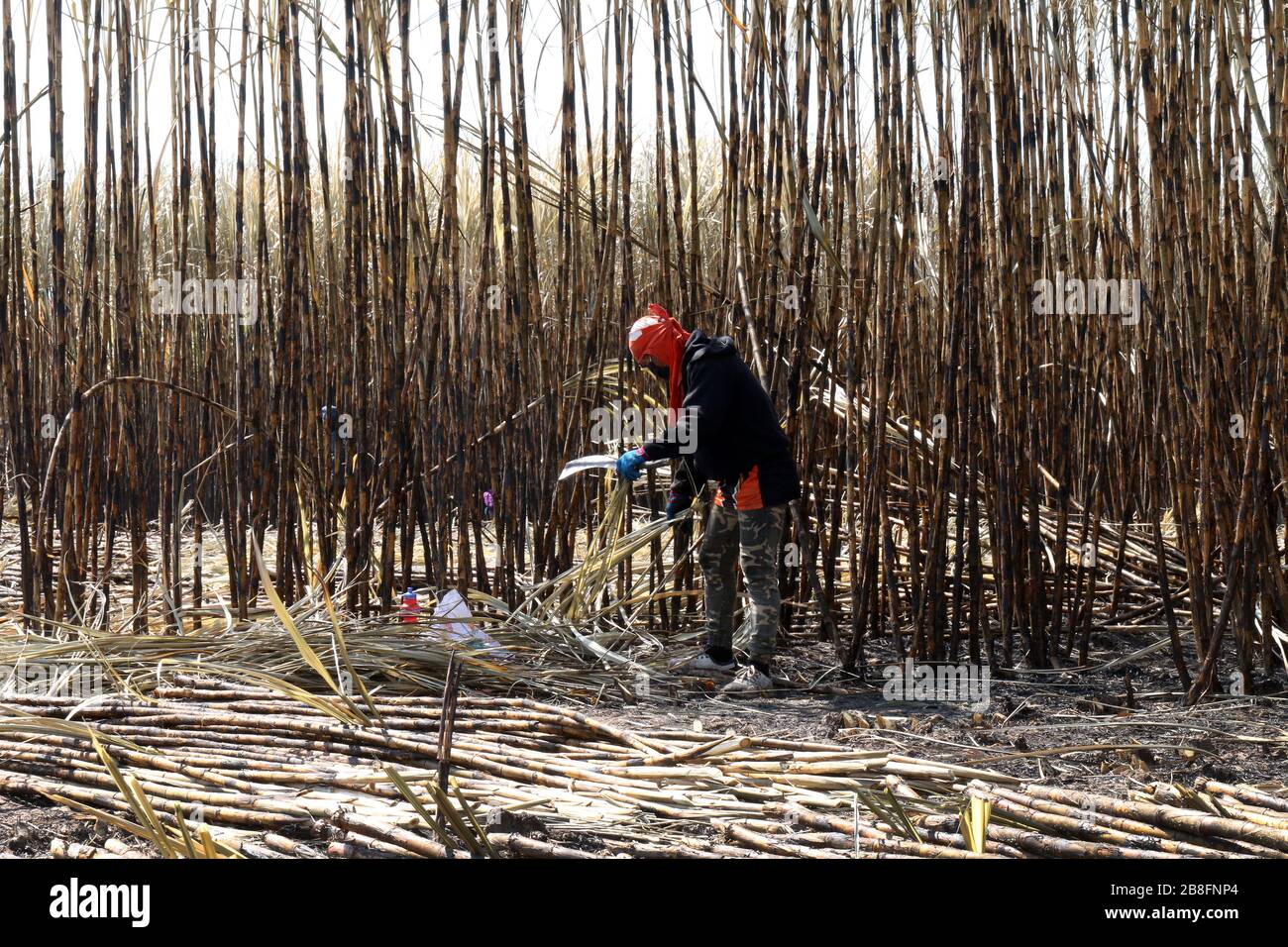 worker man in sugarcane farm, sugarcane plantation burn and worker