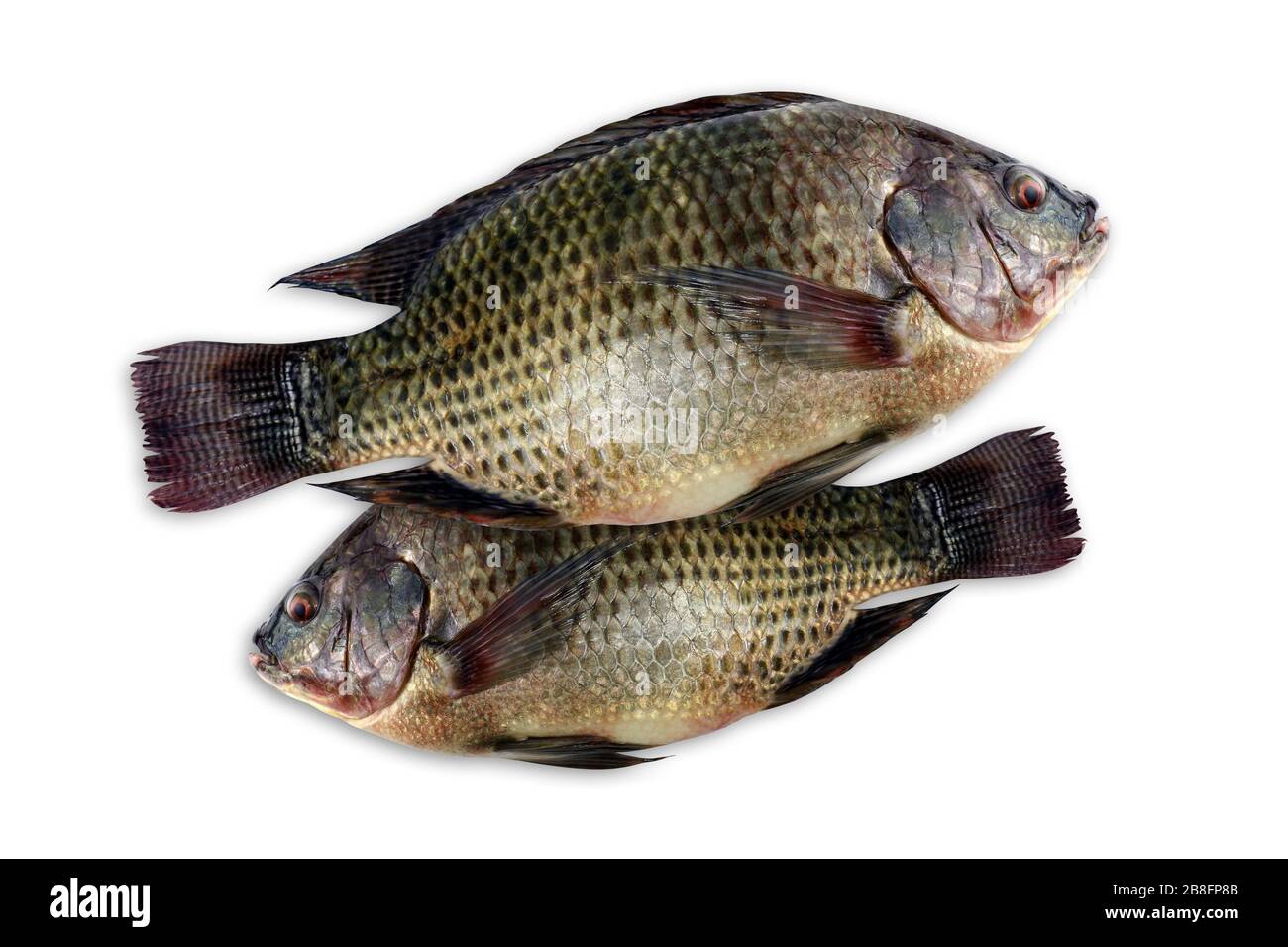 Tilapia Fresh Nile Tilapia Fish On White Background Stock Photo Alamy Tilapia Fresh Nile Tilapia Fish On White Background Stock Photo Alamy