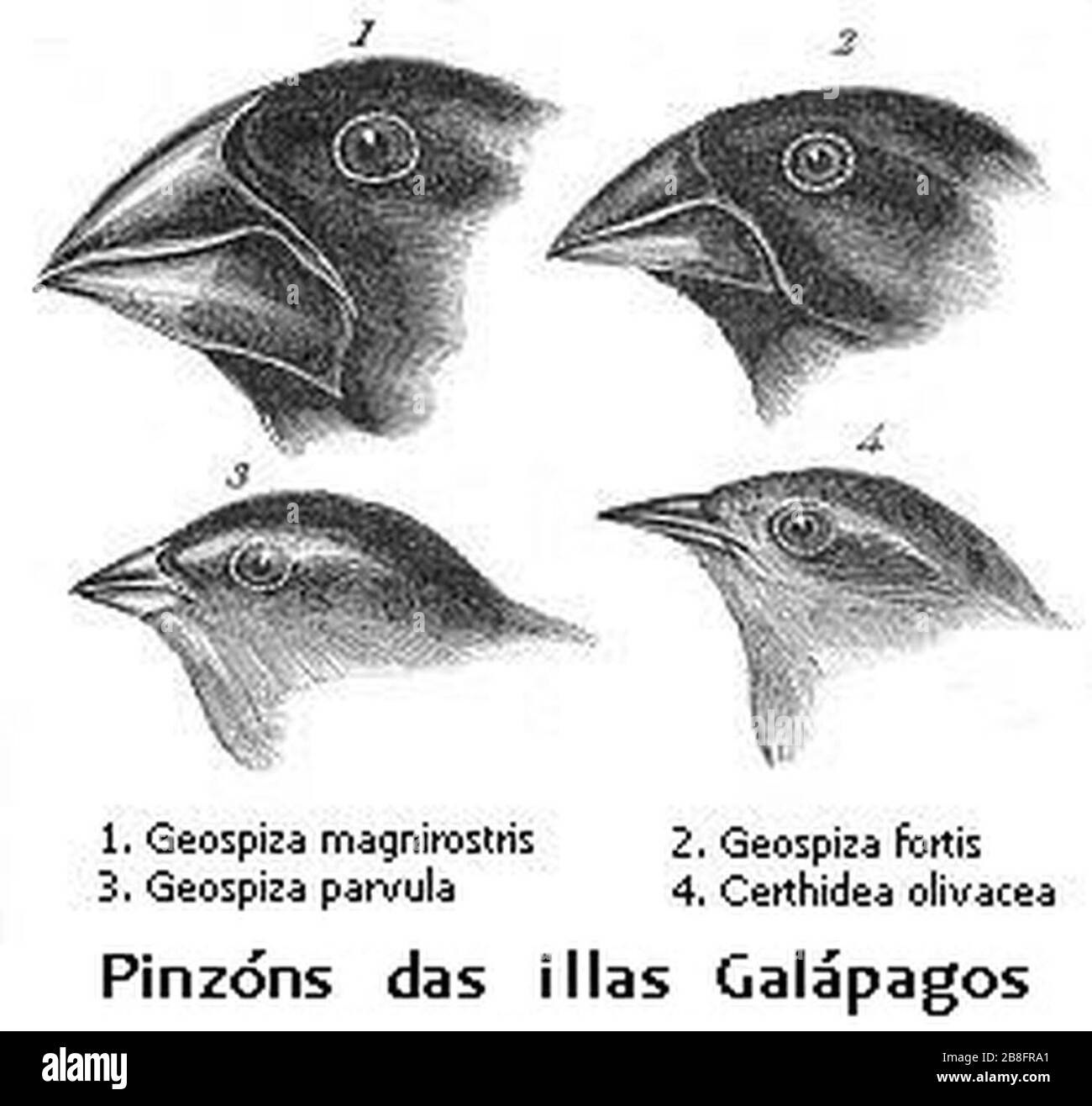 Darwin's finches Cut Out Stock Images & Pictures Alamy