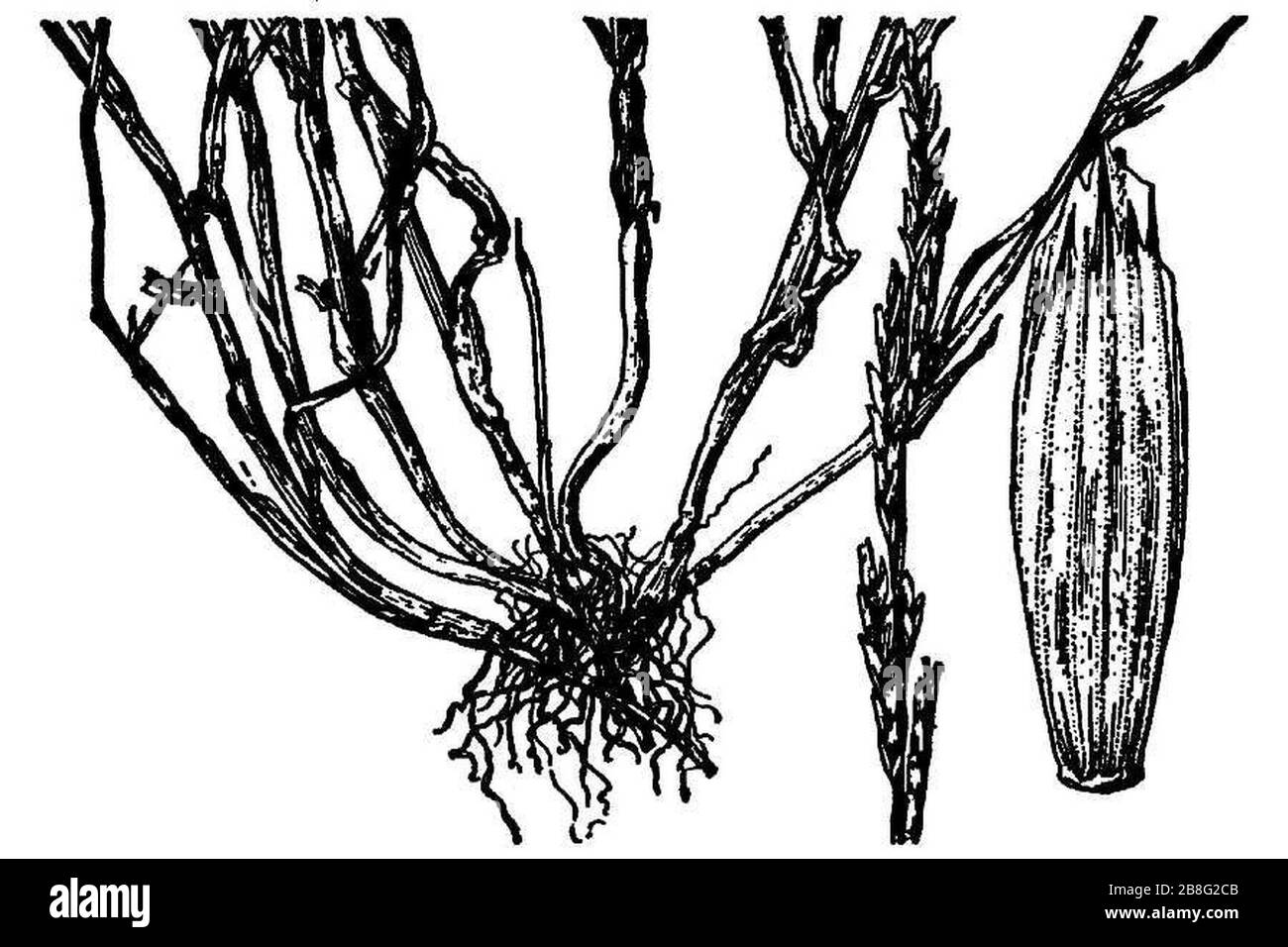 Glyceria declinata illustration (02). Stock Photo
