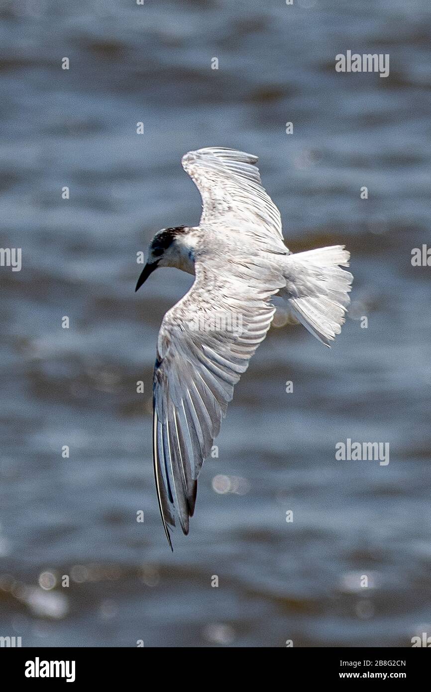 Black-naped Tern, Sterna sumatrana Stock Photo