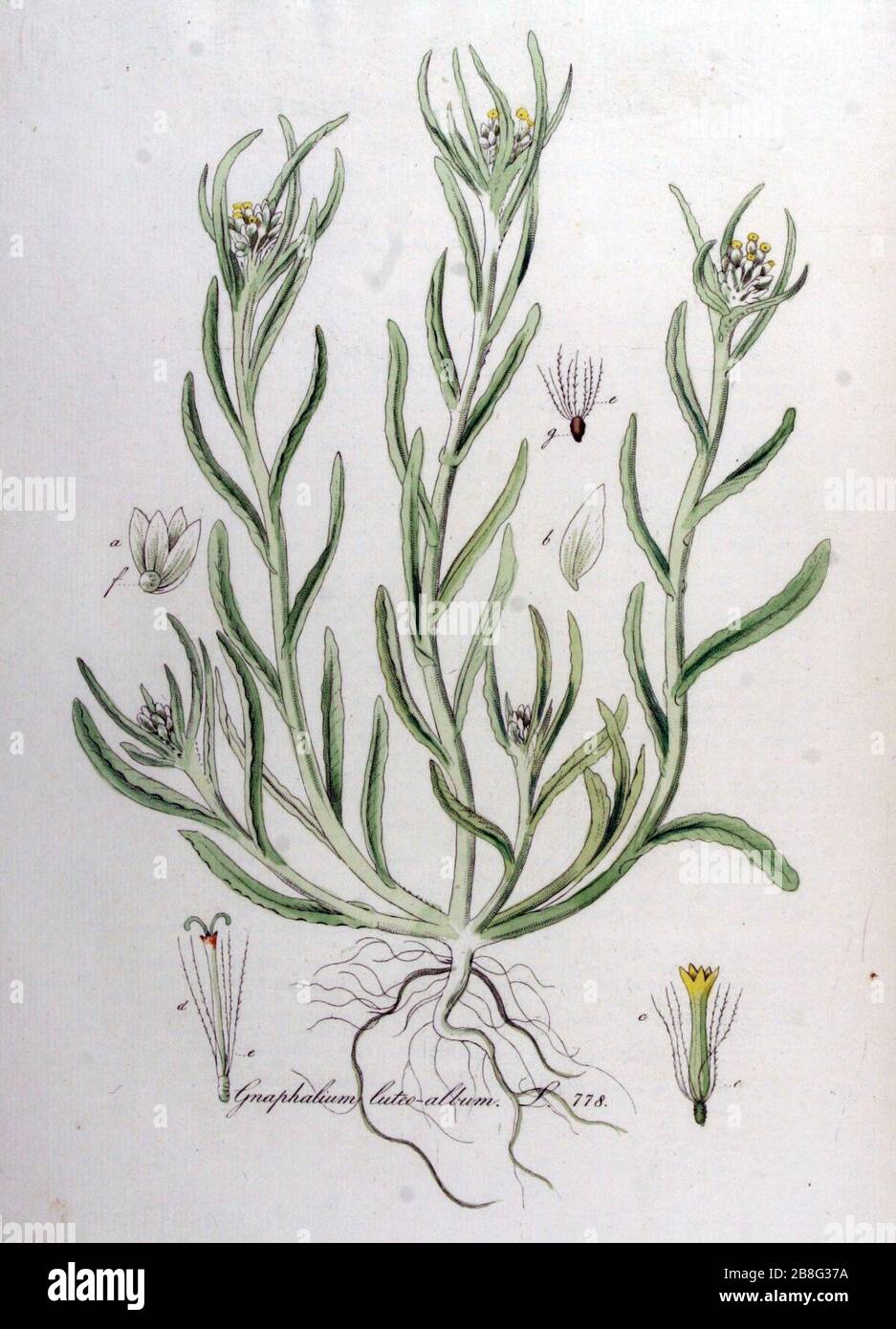 Gnaphalium luteo-album — Flora Batava — Volume v10. Stock Photo