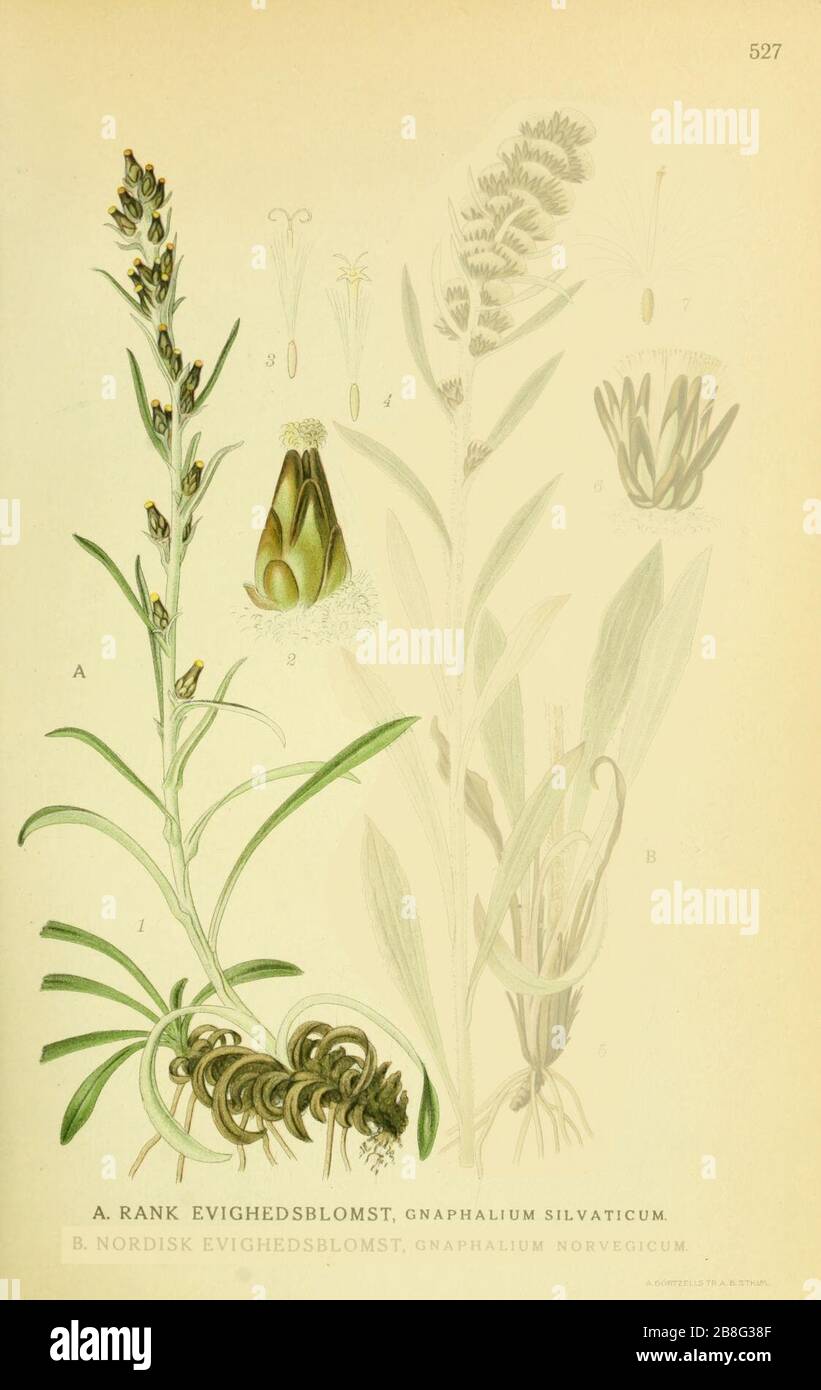 Gnaphalium sylvaticum. Stock Photo