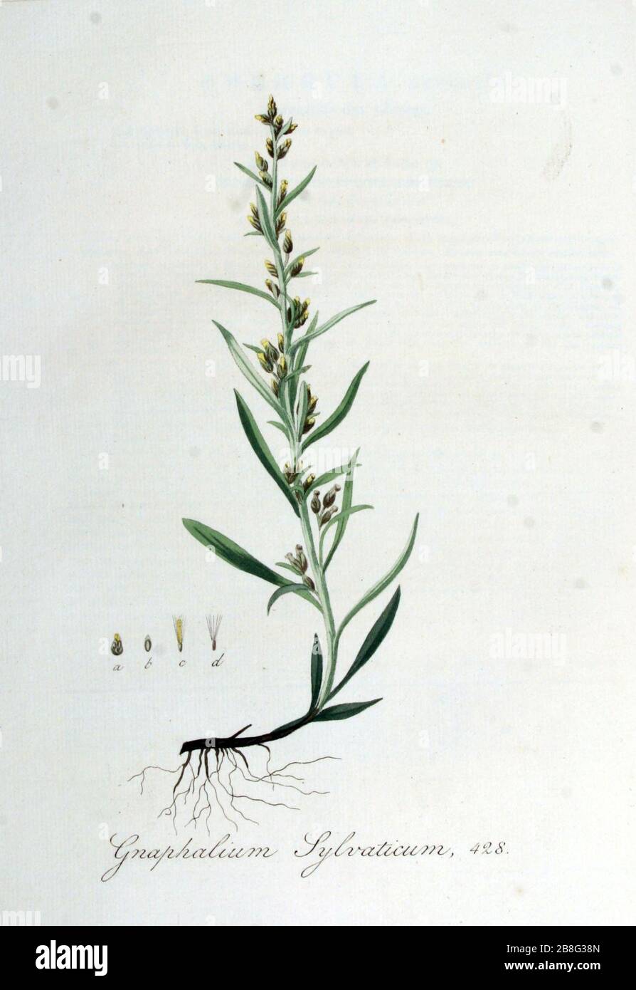 Gnaphalium sylvaticum — Flora Batava — Volume v6. Stock Photo
