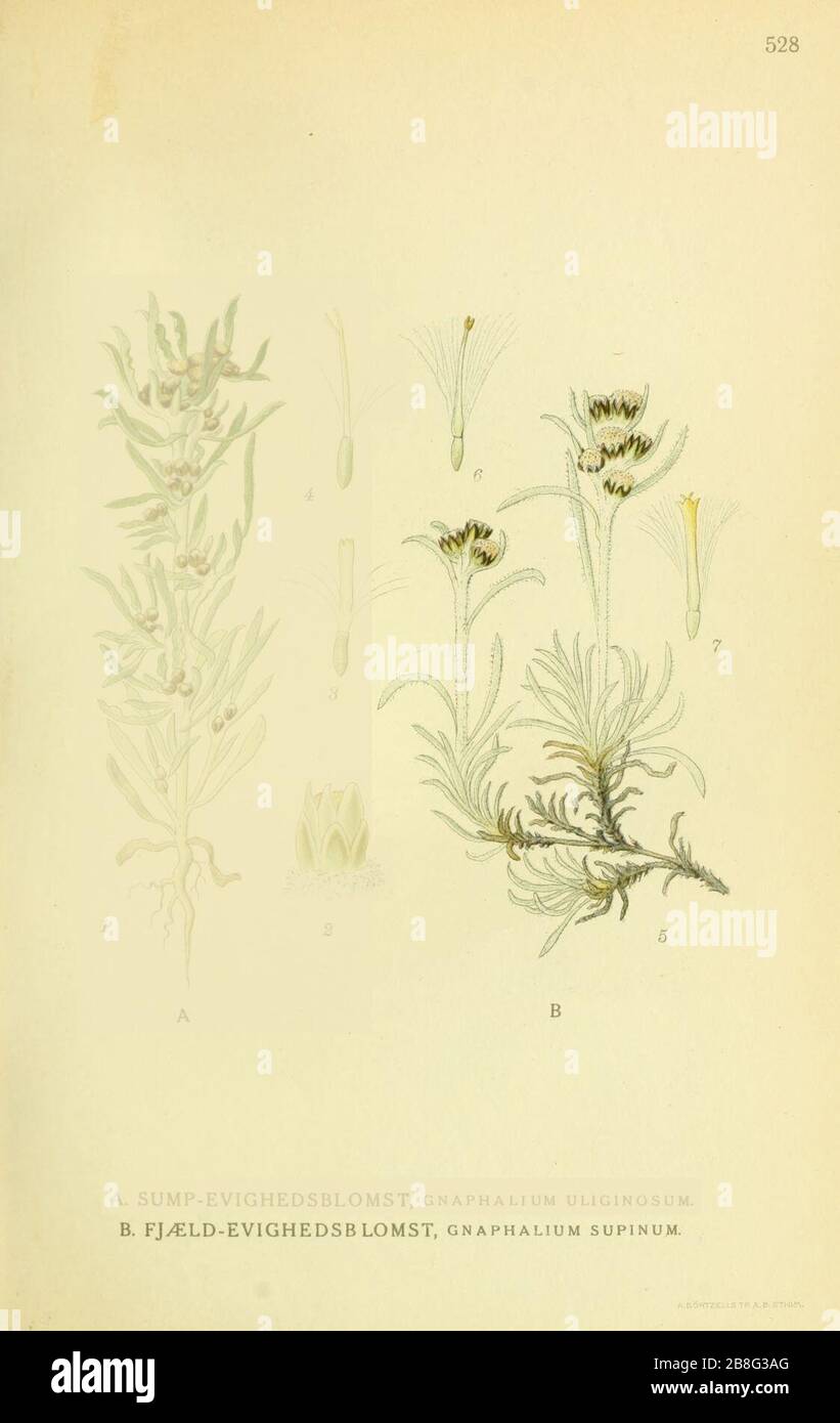 Gnaphalium supinum ssp supinum. Stock Photo