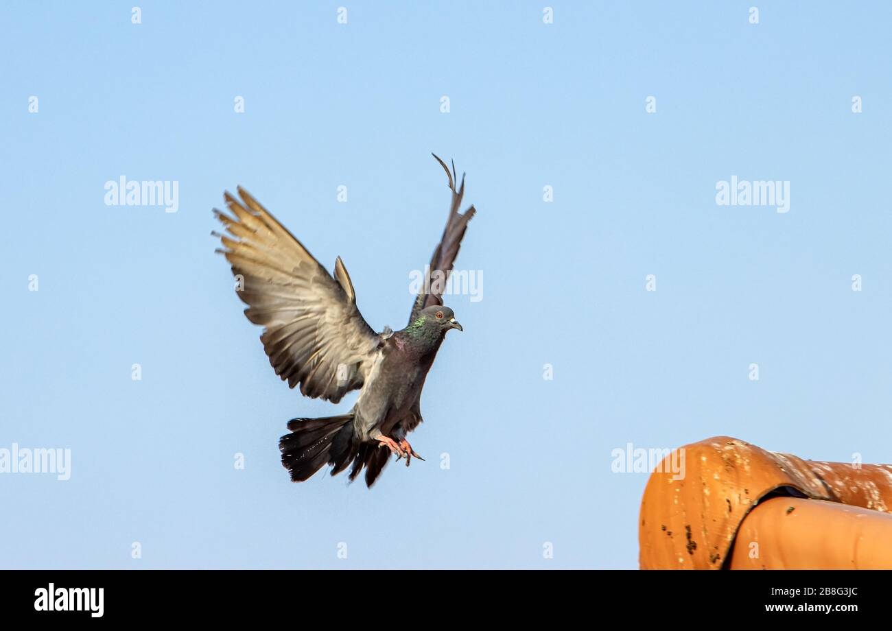 Pigeon flying in the blue sky. Flying dove is landing on red roof. Stock Photo