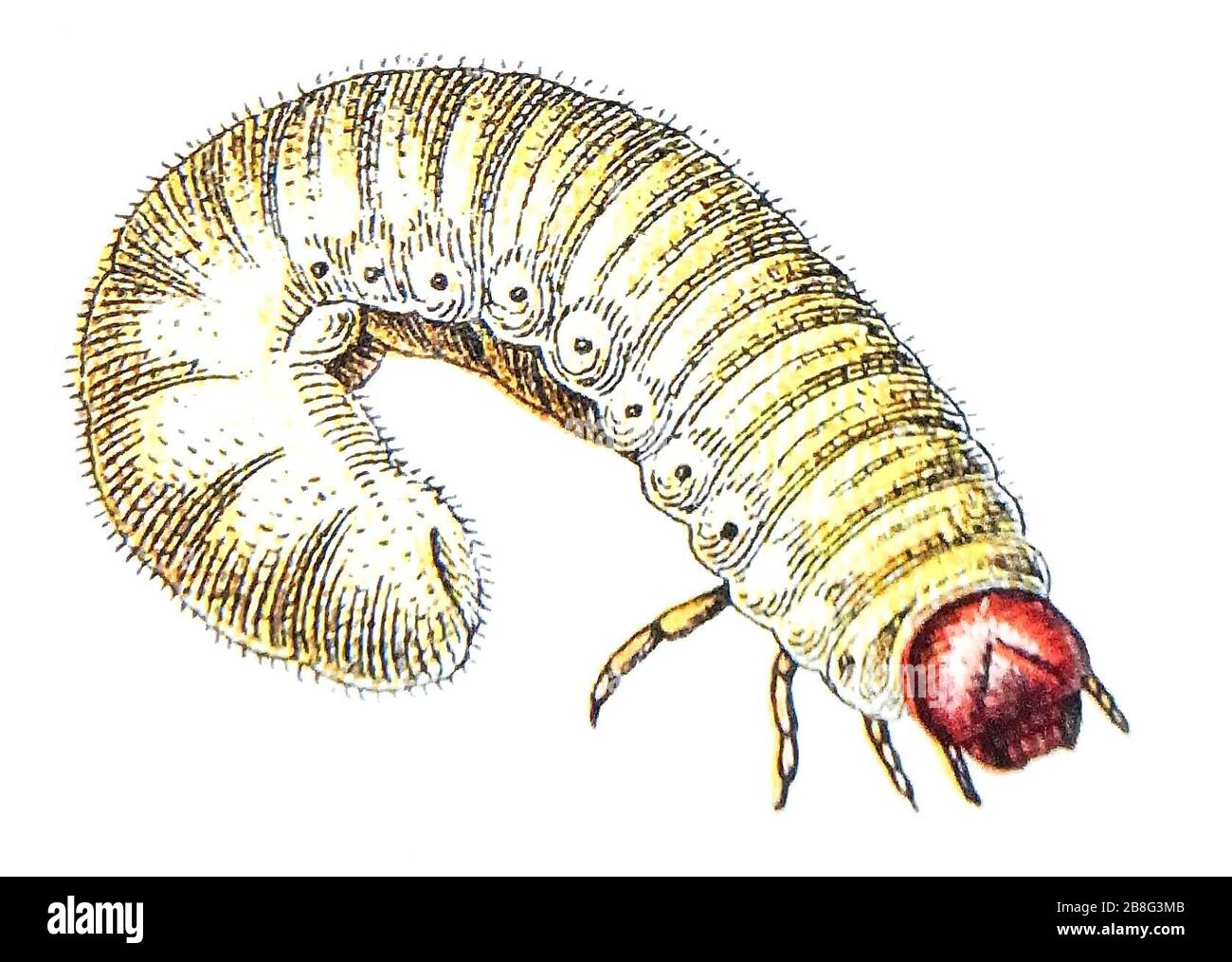 Gnorimus nobilis larva Reitter. Stock Photo