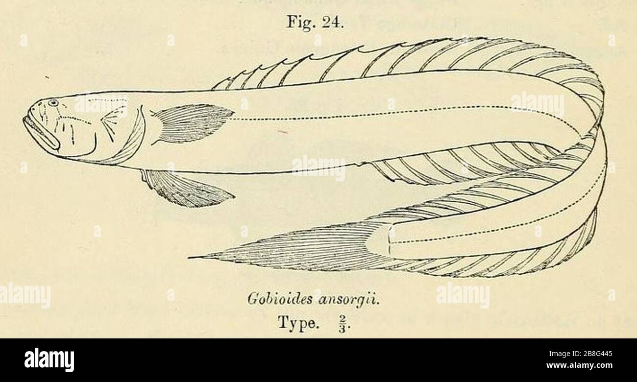 Gobioides sagitta2. Stock Photo