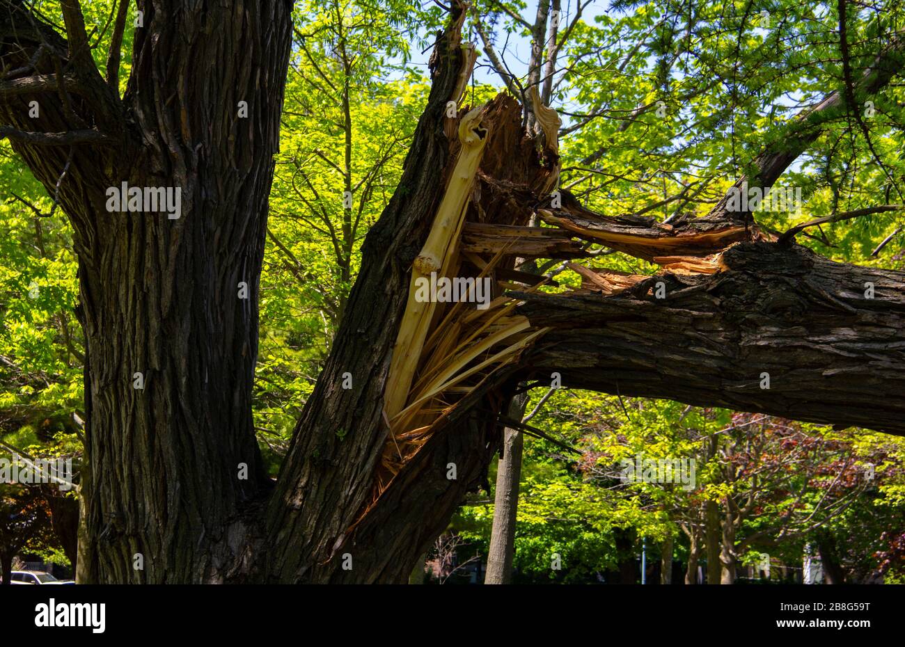 fallen branch Stock Photo Alamy