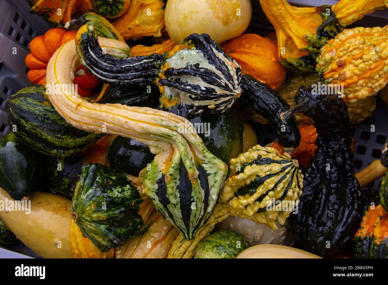 Small decorative gourds and squash Stock Photo Alamy