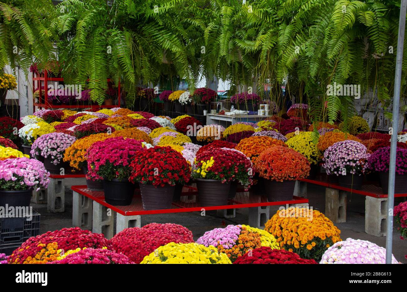potted mums for sale Stock Photo Alamy