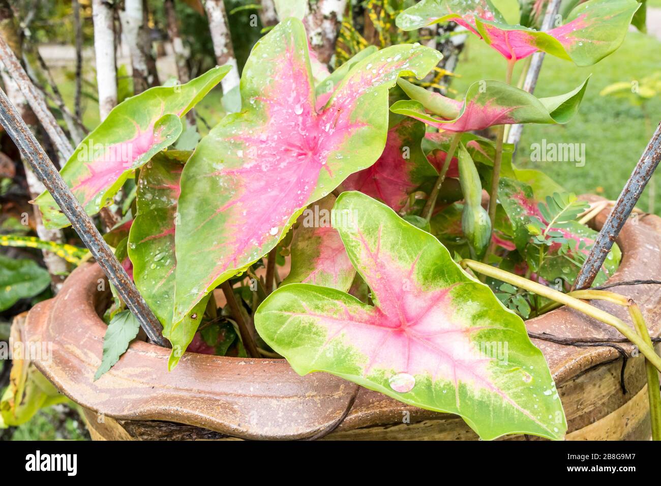 Red and green leaves of caladium plant growing in a pot Stock Photo