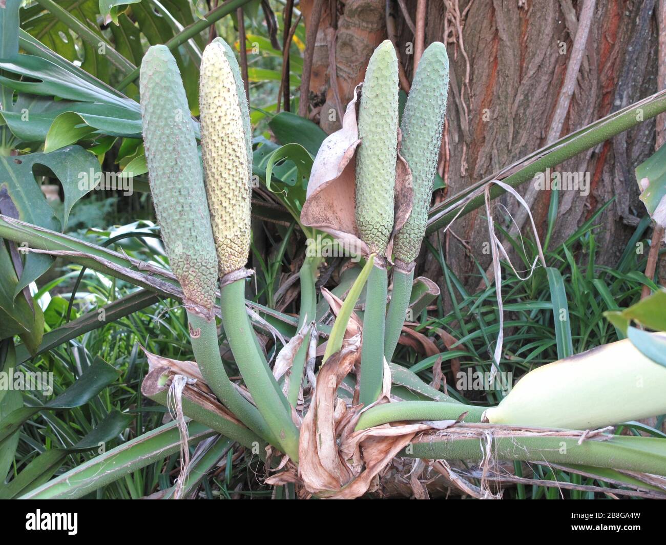 English Fruit Of Monstera Deliciosa In The Garden Of Val Rameh In Menton Alpes Maritimes France Francais Fruit De Monstera Deliciosa Au Jardin De Val Rameh A Menton Alpes Maritimes 24 March 10 Own Work