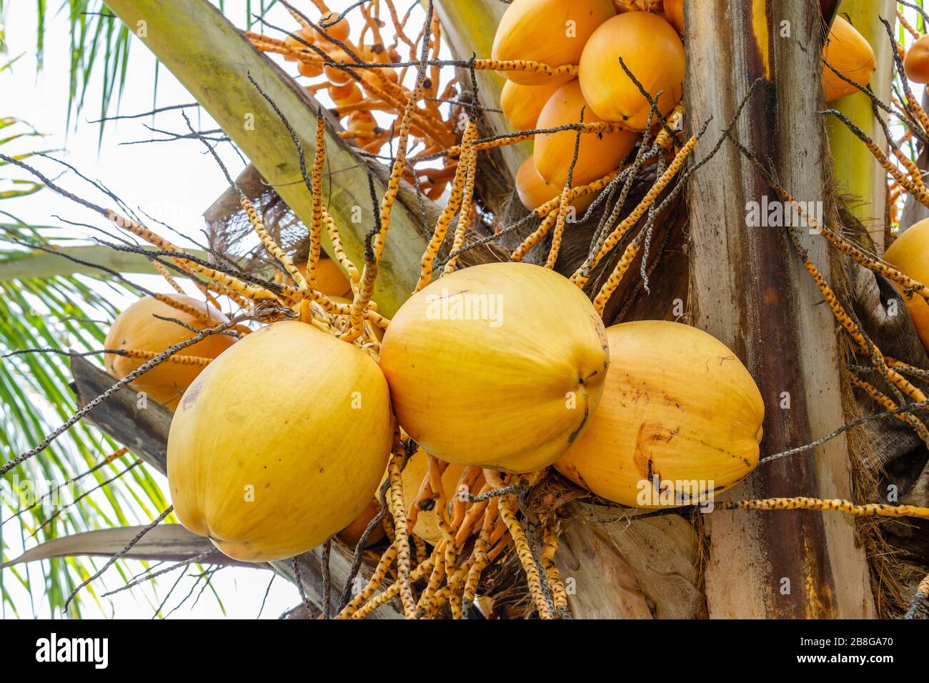 Yellow coconuts growing on a coconut palm. Bali, Indonesia Stock Photo -  Alamy