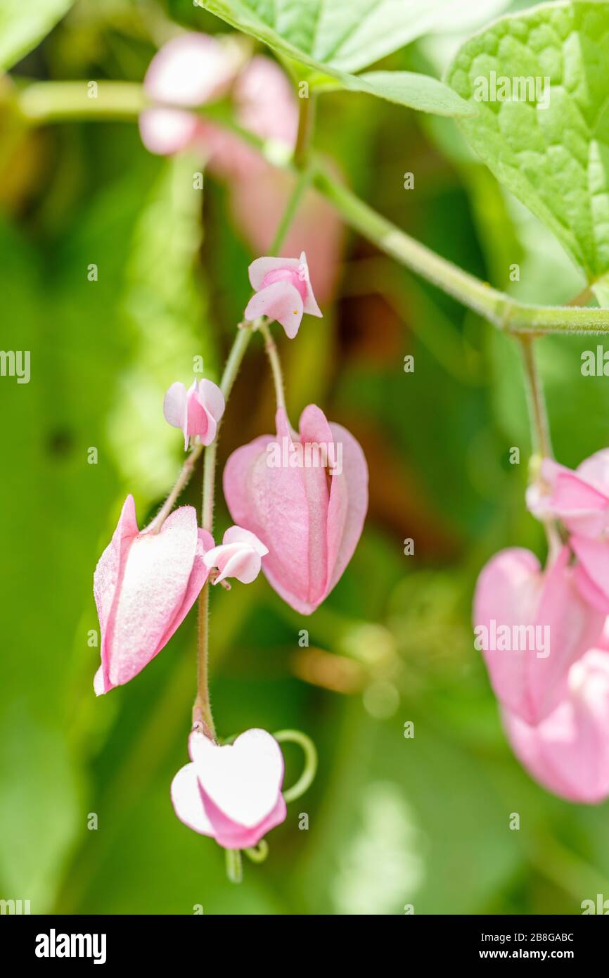 Blooming pink Antigonon leptopus, or Mexican creeper. Bali, Indonesia. Macro. Vertical image. Stock Photo