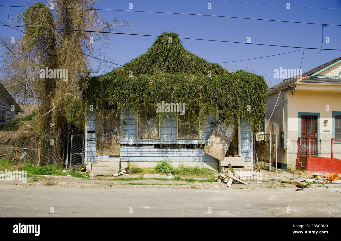 Cats claw vine hires stock photography and images Alamy