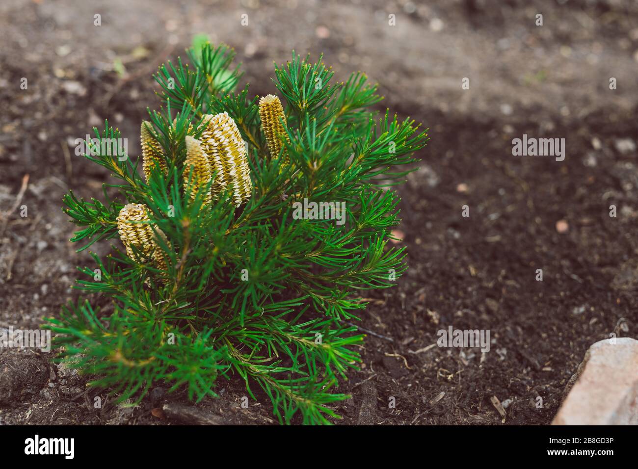 native Australian Banksia aka Birthday Candle plant outdoor in sunny