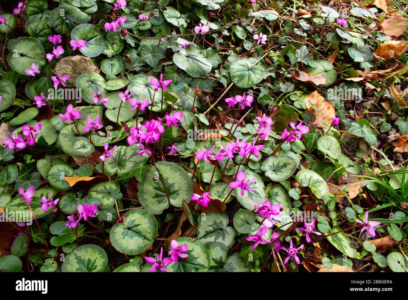 Top view of a group of purple european cyclamen, also called Cyclamen purpurascens or europaeisches Alpenveilchen Stock Photo