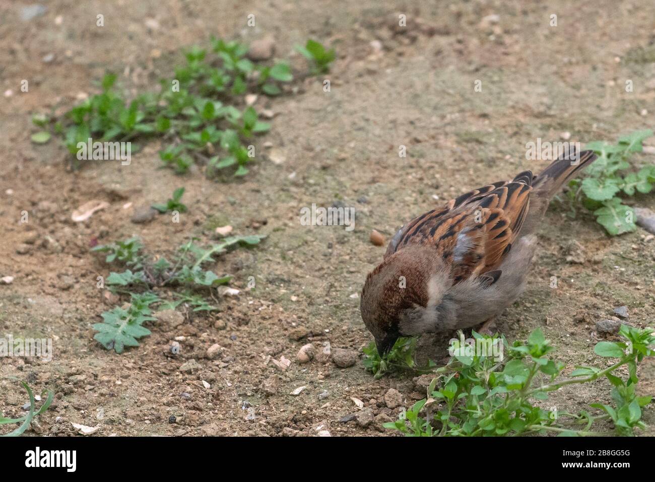 Sparrow bird on the ground Stock Photo