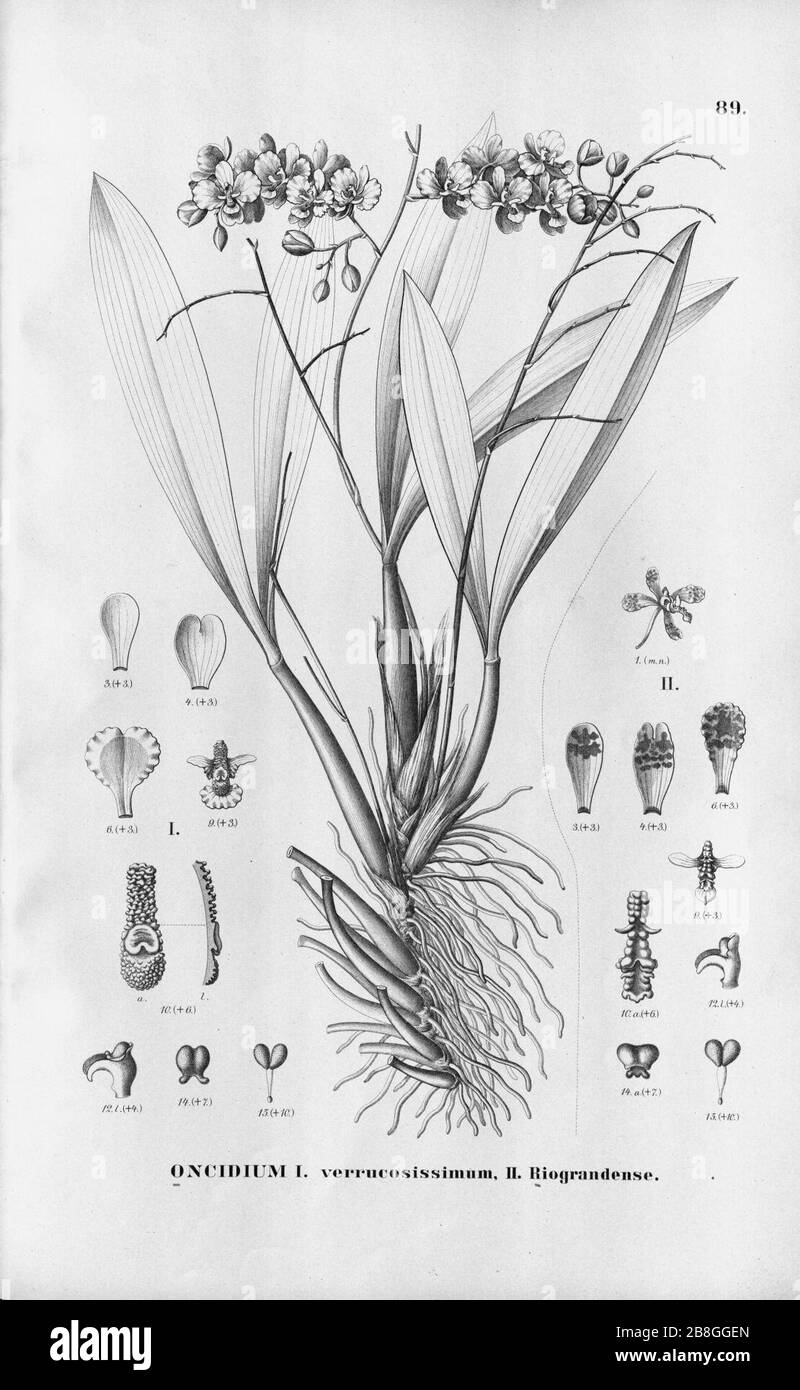 Gomesa brieniana (as Oncidium verrucosissimum) - Gomesa riograndensis (as Oncidium riograndense) - Fl.Br. 3-6-89. Stock Photo