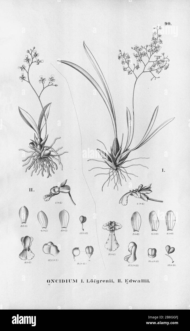 Gomesa loefgrenii (as Oncidium loefgrenii) - Grandiphyllum edwallii (as Oncidium edwallii) - Fl.Br. 3-6-90. Stock Photo