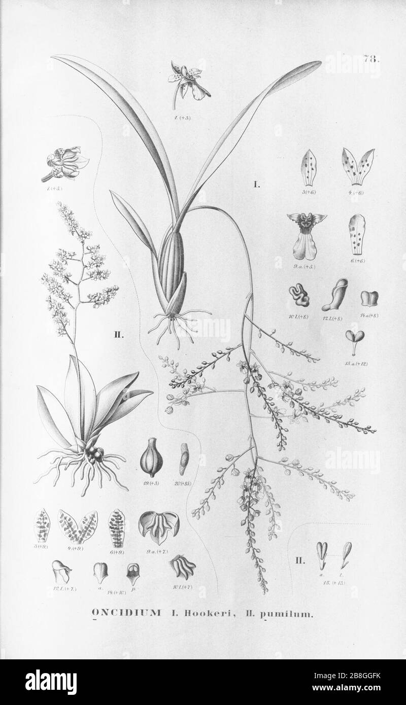Gomesa hookeri (as Oncidium hookeri) - Trichocentrum pumilum (as Oncidium pumilum) - Fl.Br. 3-6-78. Stock Photo