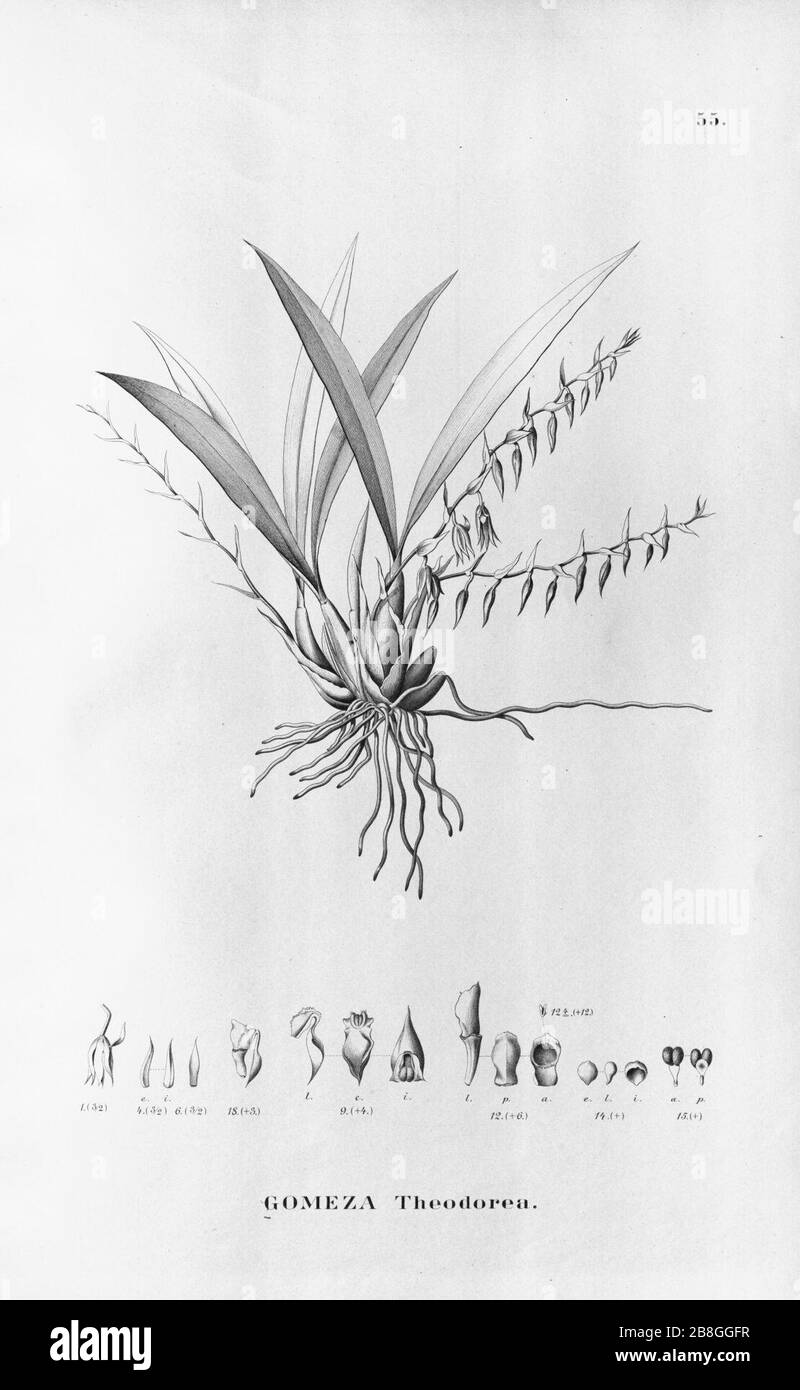 Gomesa gomezoides (as Gomeza theodorea) - Fl.Br. 3-6-55. Stock Photo