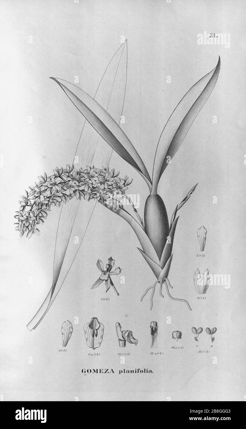 Gomesa planifolia - Fl.Br. 3-6-51. Stock Photo