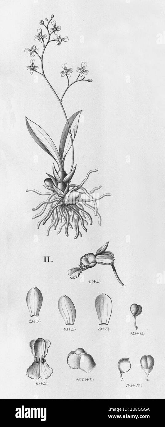 Gomesa loefgrenii (as Oncidium loefgrenii) - Grandiphyllum edwallii (as Oncidium edwallii) - Fl.Br. 3-6-90 - cropped 2. Stock Photo