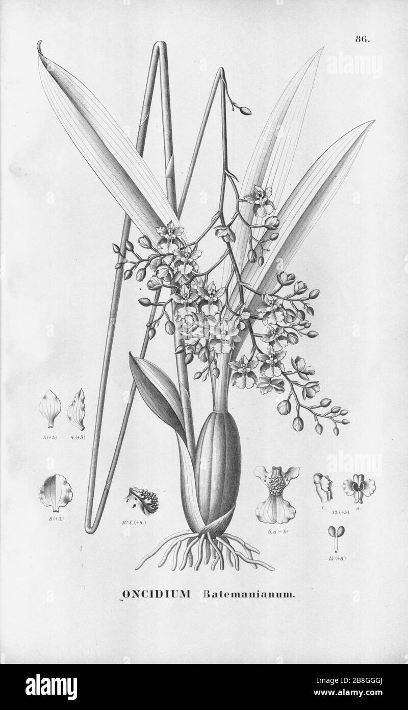 Gomesa ramosa (as Oncidium batemanianum) - Fl.Br. 3-6-86. Stock Photo