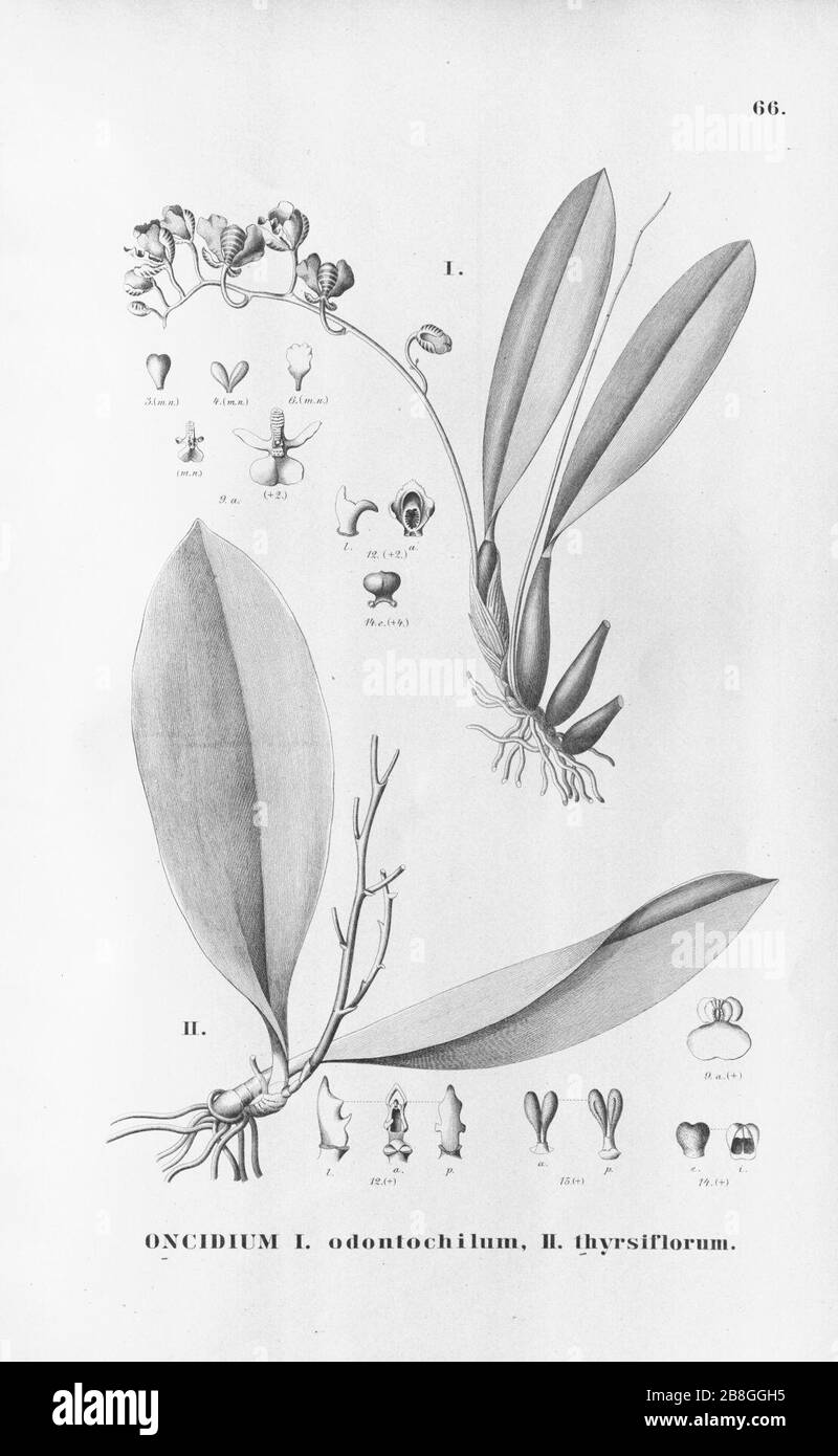 Gomesa widgrenii (as Oncidium odontochilum) - Trichocentrum nanum (as Oncidium thyrsiflorum) - Fl.Br. 3-6-66. Stock Photo