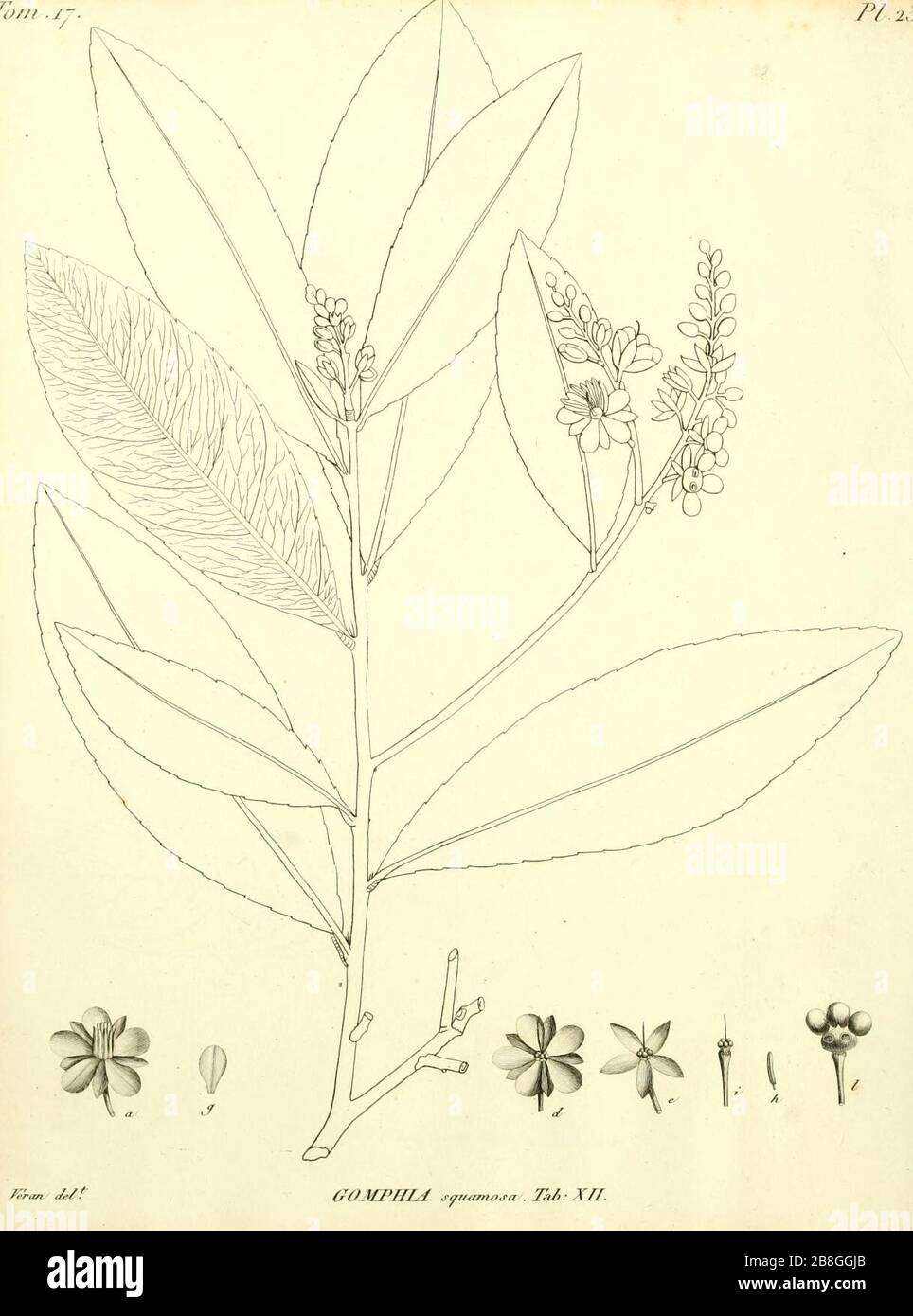 Gomphia squamosa De Candolle 1811 t12. Stock Photo