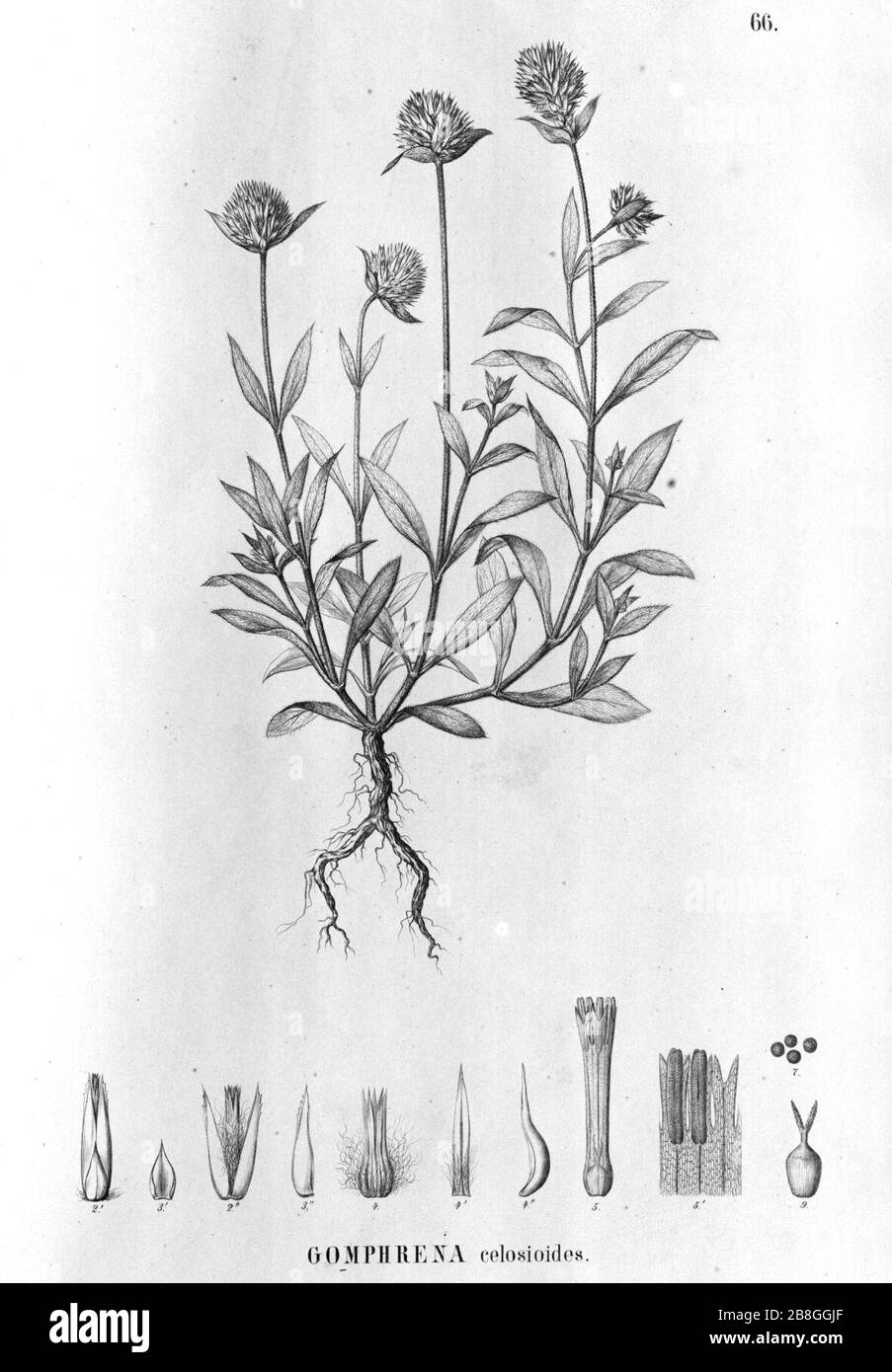 Gomphrena celosioides Flora Brasiliensis. Stock Photo
