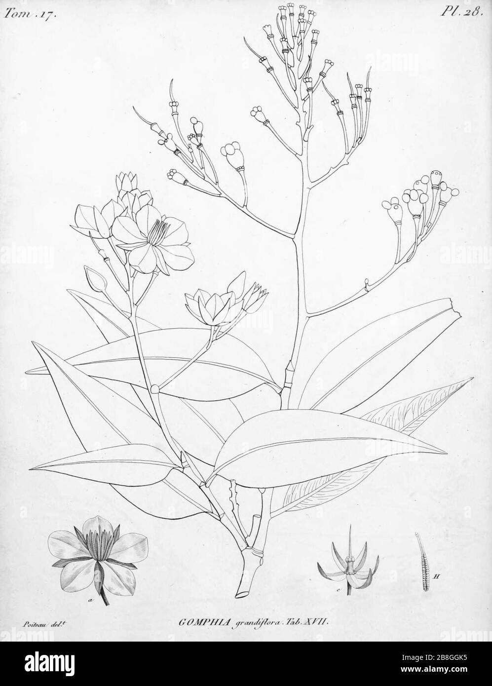 Gomphia grandiflora De Candolle 1811 t17. Stock Photo