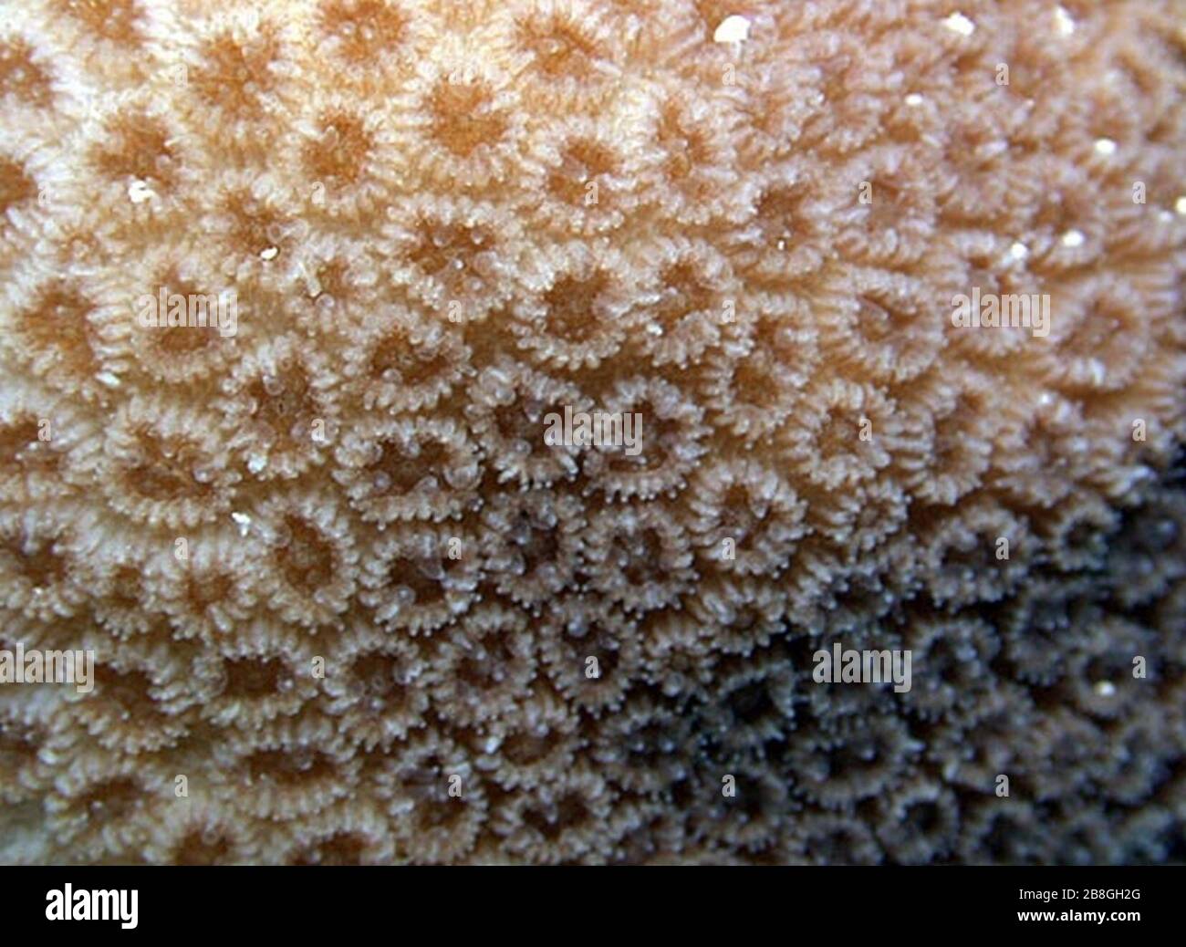 Goniastrea stelligera coralitos. Stock Photo
