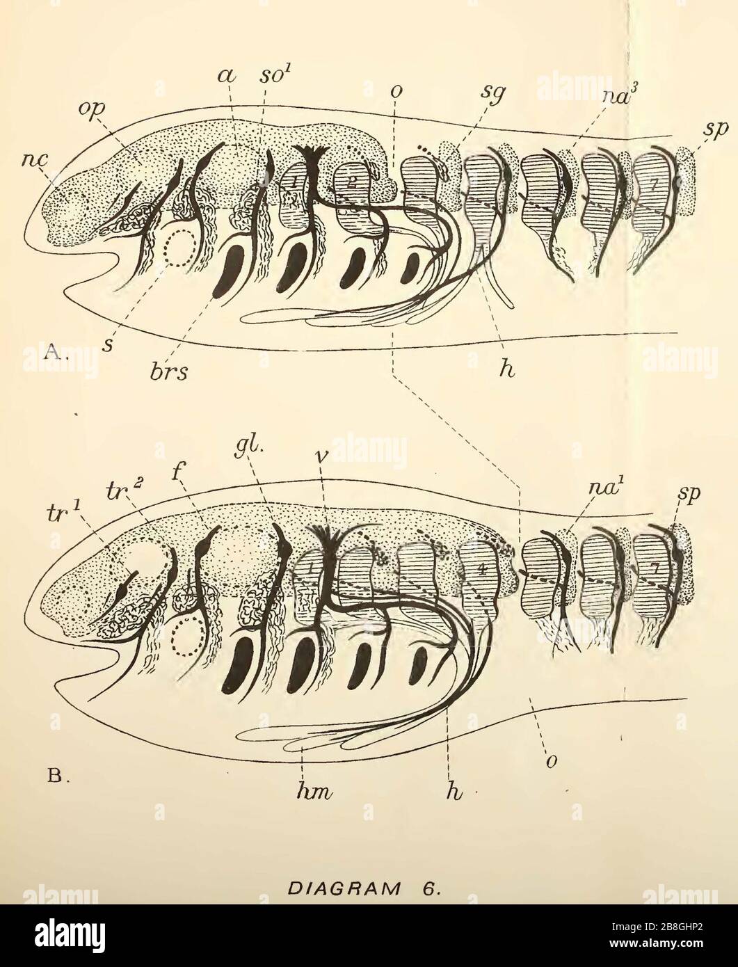 Goodrich 1913 Diagram 6 Stock Photo Alamy
