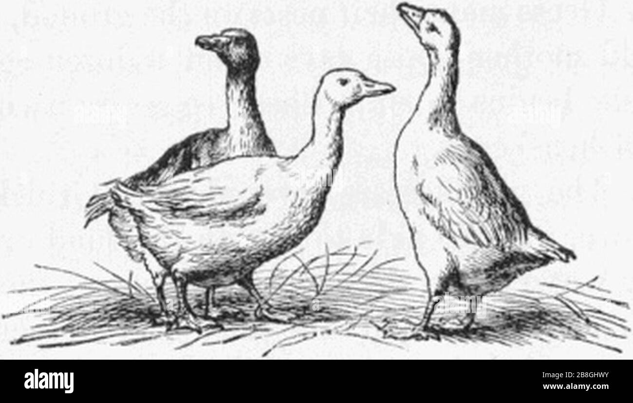 Cute Brown Chinese Goose Standing with Line Art Drawing, Animal